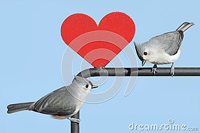 Pair of Birds With Valentine Heart Stock Photo