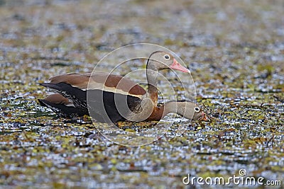 Pair of Black-bellied Whistling Ducks - Gamboa, Panama Stock Photo