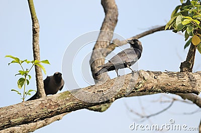 A pair of black crows perched on the top of tree branches Stock Photo