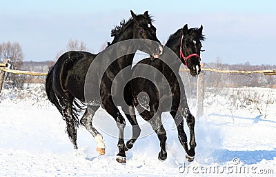 A pair of black horses Stock Photo