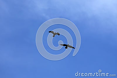 Pair of Black Ravens on Blue Sky Stock Photo