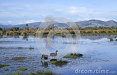Pair of Black Swans Feeding at Travis Wetlands, Christchurch, New Zealand Stock Photo