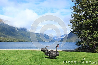 Pair of black swans Nelson Lakes, new zealand swan Stock Photo