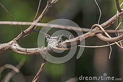 Pair of Black Thoated Mango Hummingbirds on Their Nest Stock Photo