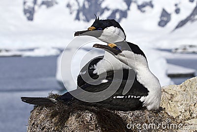 Pair of blue-eyed Antarctic shags sitting Stock Photo