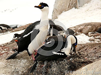 Pair of blue-eyed shags nesting in antarctica Stock Photo