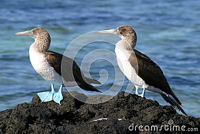 Pair of Blue Footed Boobies Stock Photo