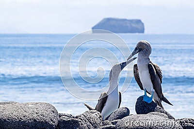Pair of Blue-footed Boobies by the Sea 3 Stock Photo