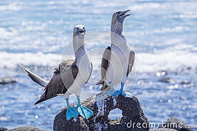 Pair of Blue-footed Boobies by the Sea 2 Stock Photo