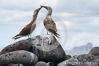 Pair of Blue-footed Booby (Sula nebouxii) Stock Photo