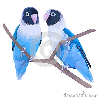 Pair of blue masked lovebirds Vector Illustration