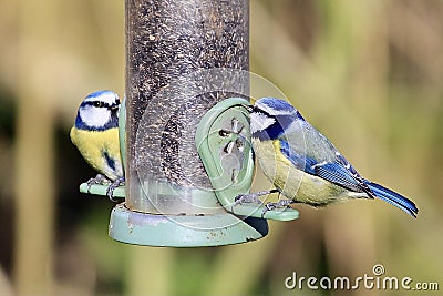 Pair of blue tits at bird feeder Stock Photo