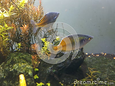pair of boesemani rainbow in aquarium Stock Photo