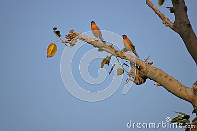 Pair of Brahmin starling bird Stock Photo