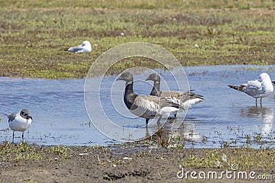 Brant Geese Walking through Water Stock Photo