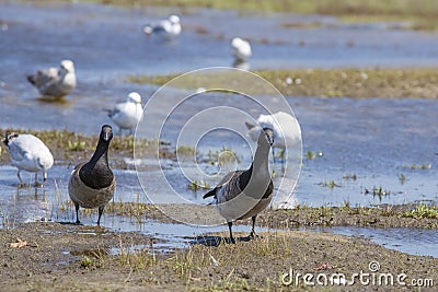 Pair of Brant Geese Walking through Mud Stock Photo