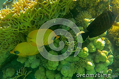 A pair of bright yellow coral fish mating on a coral reef accompanied by Red Sea sailfin tang or Desjardin`s sailf. Bluecheek. Stock Photo