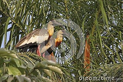 Pair of Buff-necked Ibis in a green leafed tree, Pantanal, Brazil Stock Photo