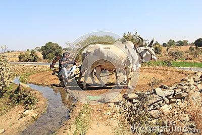 Old irrigation system using ox and wheel for farming Editorial Stock Photo