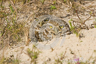 A pair of Burrowing Owls Stock Photo