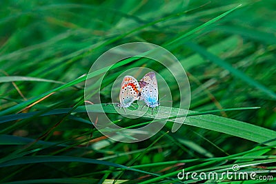 A pair of butterflies intercourse on the grass Stock Photo