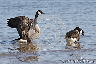 Pair of Canada Geese - Lake Huron Stock Photo