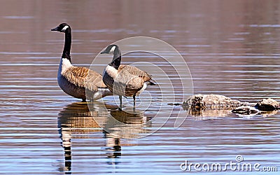 Canadian Geese wading in a lake Stock Photo