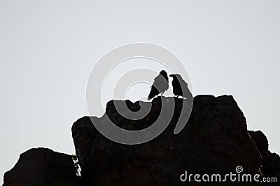 Pair of Canary Islands ravens Stock Photo