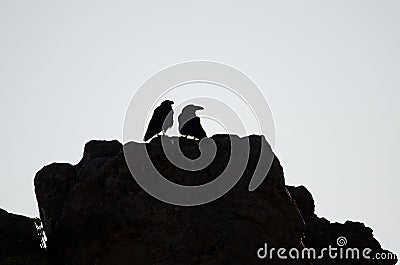 Pair of Canary Islands ravens. Stock Photo