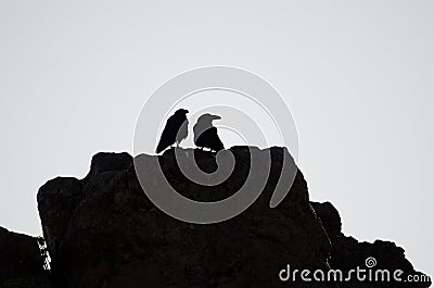 Pair of Canary Islands ravens Stock Photo