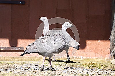 pair Cape Barren Goose, Cereopsis novaeholladiae, Stock Photo