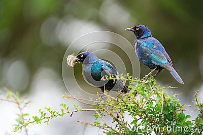 A pair of Cape Glossy Starlings collection nest material. Stock Photo