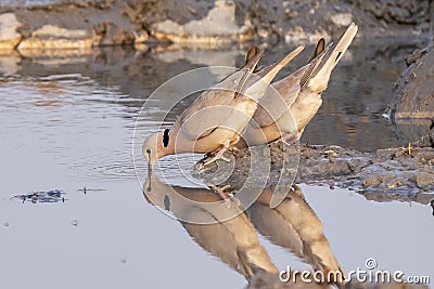 Pair of Cape Turtle Doves Drinking Reflections Stock Photo