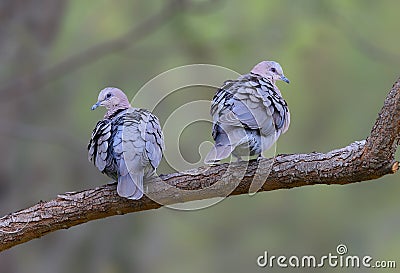 A pair of Cape Turtle Doves Stock Photo