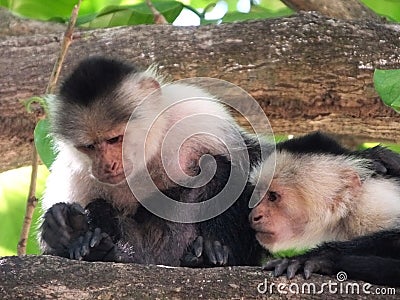 A pair of capuchin monkeys in Costa Rica Stock Photo