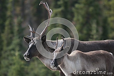 Pair of Caribou along the Alaska Highway Stock Photo