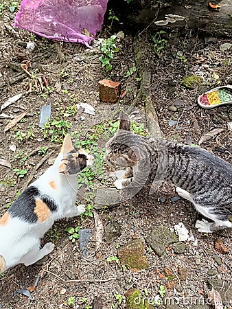 A pair of cats fight over differences of opinion about the future Stock Photo