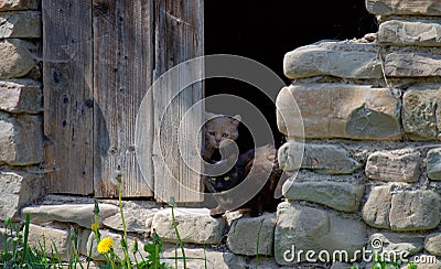 A pair of cats Stock Photo