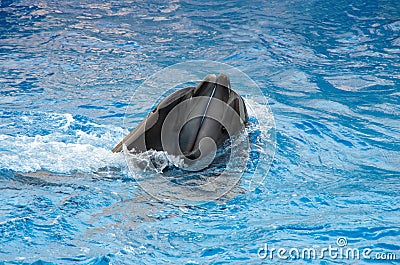 A pair of cheerful, flying dolphins dancing a delicate dance Stock Photo