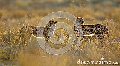 Cheetahs in natural habitat - Kalahari desert Stock Photo