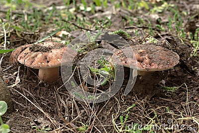 Pair of chestnut boletes in living nature . rarity forest Stock Photo