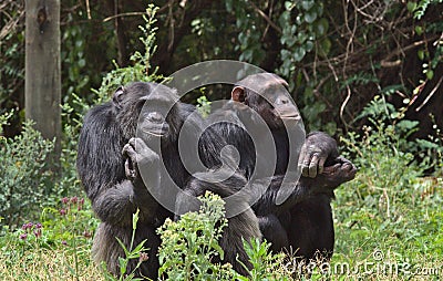 A pair of chimpanzees sitting and looking thoughtful in the wild, Kenya Stock Photo