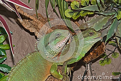 A pair of Chinese water dragons. Stock Photo