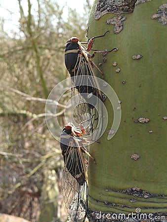 Pair of Cicadas on Palo Verde Tree Arizona Stock Photo