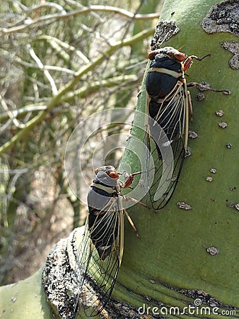 Pair of Cicadas on Palo Verde Tree Arizona Stock Photo