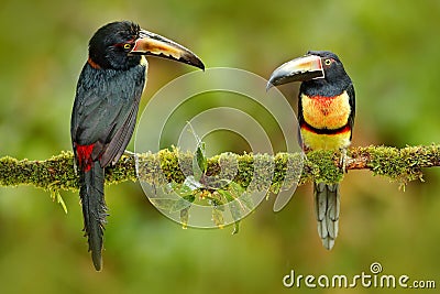 Pair of Collared Aracari, Pteroglossus torquatus, birds with big bill. Two Toucan sitting on the branch in the forest, Boca Tapada Stock Photo