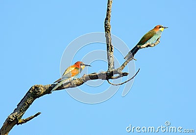 Two bee-eaters Stock Photo