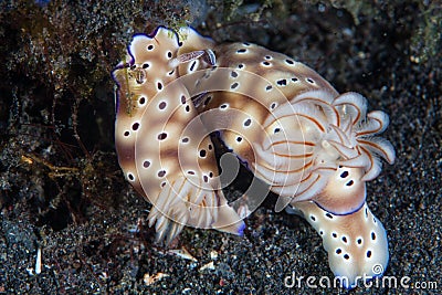 Pair of Colorful Nudibranchs in Indonesia Stock Photo