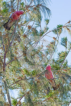 Pair colorful parrots Galah outdoors Stock Photo