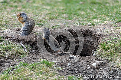 A pair of columbian ground squirrel Urocitellus columbianus standing at the entrance of its burrow in Ernest Calloway Manning Stock Photo